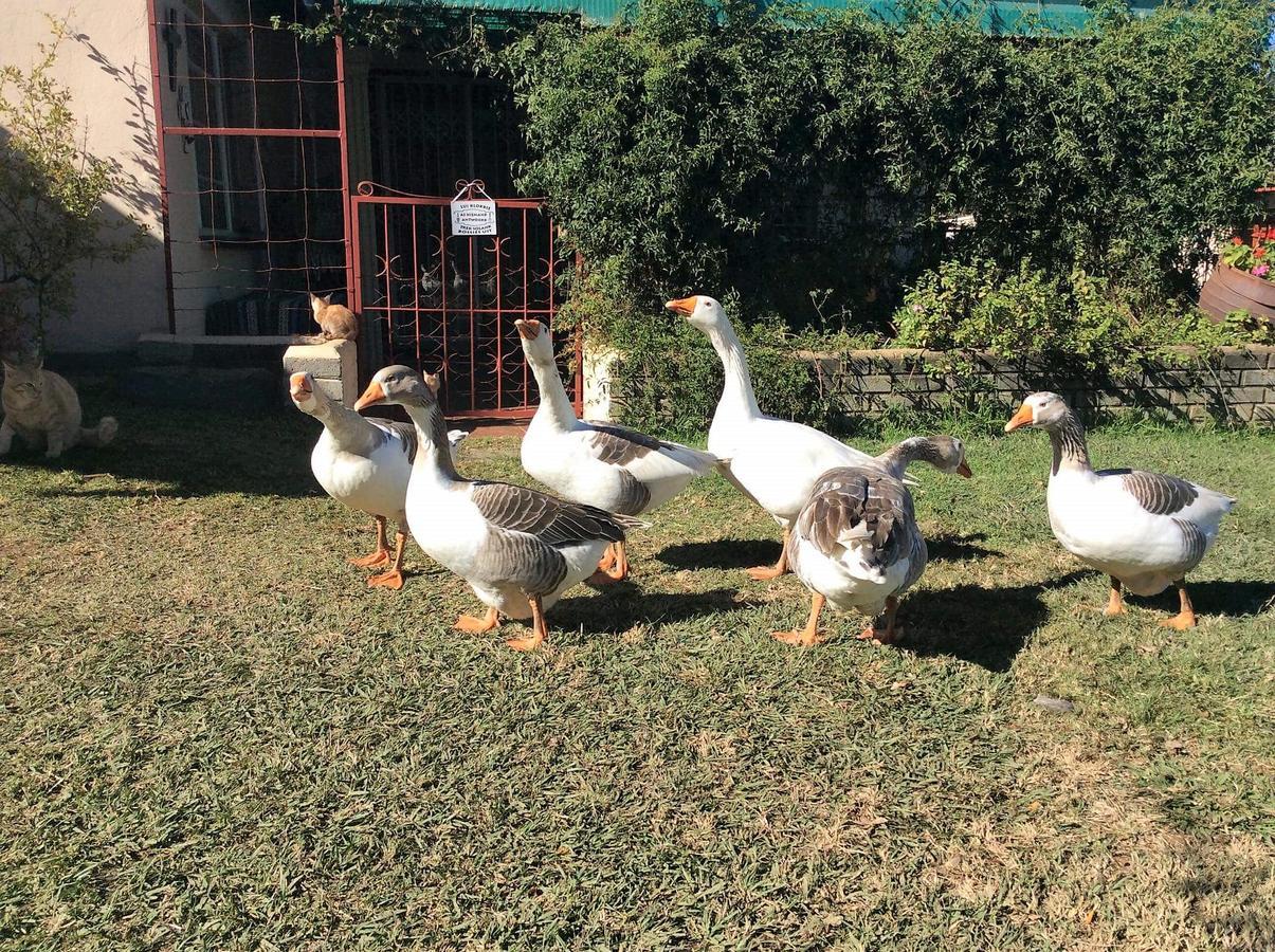 Petra'S Country Guesthouse Vryheid Luaran gambar